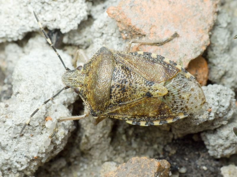 Rhaphigaster nebulosa (Poda, 1761)